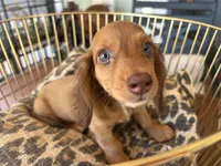 Prince, a male Miniature Dachshund for sale in Venus, FL – 9 of 10