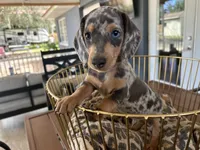 Blue, a male Miniature Dachshund for sale in Venus, FL – 10 of 10
