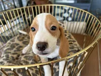 Linus, a male Beagle for sale in Venus, FL – 5 of 10