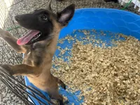 Sasha, a female Belgian Malinois for sale in Venus, FL – 5 of 7