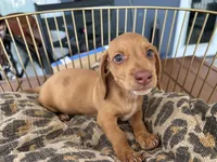 Freddy, a male Miniature Dachshund for sale in Venus, FL – 6 of 10