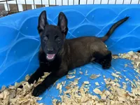Zeus, a male Belgian Malinois for sale in Venus, FL – 6 of 10