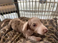 Duke , a male Miniature Dachshund for sale in Venus, FL – Photo 2 of 8