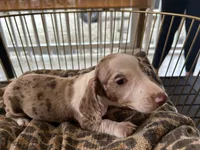 Duke , a male Miniature Dachshund for sale in Venus, FL – Photo 1 of 8