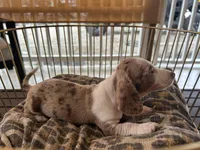 Duke , a male Miniature Dachshund for sale in Venus, FL – Photo 6 of 8