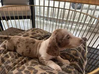 Duke , a male Miniature Dachshund for sale in Venus, FL – Photo 8 of 8