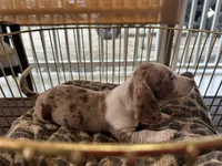 Duke , a male Miniature Dachshund for sale in Venus, FL – Photo 3 of 8