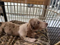 Duke , a male Miniature Dachshund for sale in Venus, FL – Photo 5 of 8