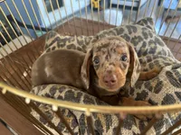 Snickers , a male Miniature Dachshund for sale in Venus, FL – 8 of 8