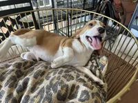 Rambo, a male Beagle for sale in Venus, FL – 3 of 10