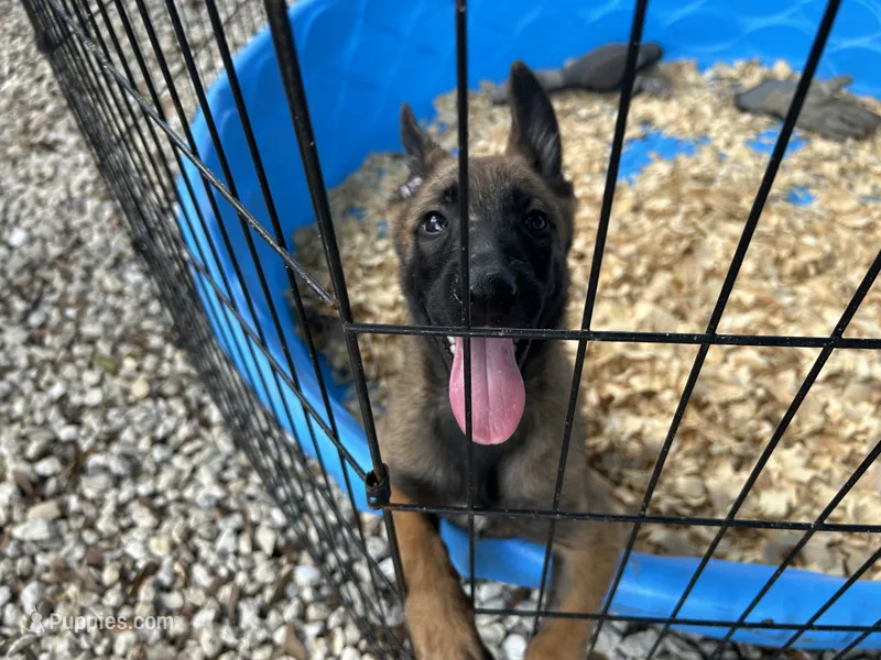Mickey  – Belgian Malinois puppy for sale in Venus, FL