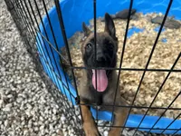 Mickey , a male Belgian Malinois for sale in Venus, FL – 8 of 10