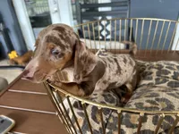 Baby, a female Miniature Dachshund for sale in Venus, FL – 7 of 9