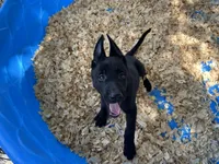 Onyx, a male Belgian Malinois for sale in Venus, FL – 6 of 10
