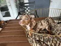 Baby, a female Miniature Dachshund for sale in Venus, FL – 9 of 9