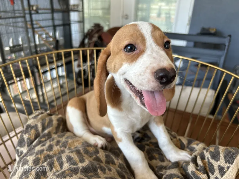 Rambo – Beagle puppy for sale in Venus, FL