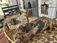 Blue, a male Miniature Dachshund for sale in Venus, FL – 6 of 10