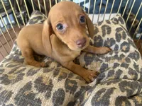 Ariel, a female Miniature Dachshund for sale in Venus, FL – 8 of 10