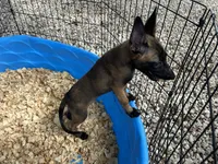 Princess, a female Belgian Malinois for sale in Venus, FL – 3 of 8