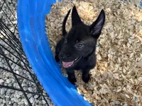 Athena, a female Belgian Malinois for sale in Venus, FL – 3 of 9