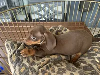 Calvin, a male Miniature Dachshund for sale in Venus, FL – 3 of 9