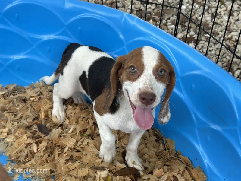 Lucy – Beagle puppy for sale in Venus, FL