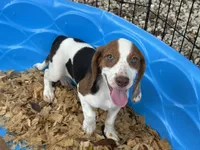 Lucy, a female Beagle for sale in Venus, FL – 3 of 10