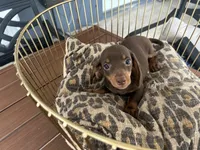 Sable, a female Miniature Dachshund for sale in Venus, FL – 4 of 8