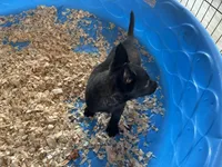 Luke, a male Belgian Malinois for sale in Venus, FL – Photo 9 of 9