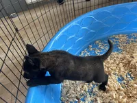 Luke, a male Belgian Malinois for sale in Venus, FL – Photo 7 of 9