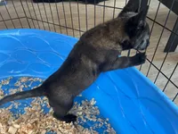 Luke, a male Belgian Malinois for sale in Venus, FL – Photo 8 of 9