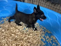 Luke, a male Belgian Malinois for sale in Venus, FL – Photo 4 of 9