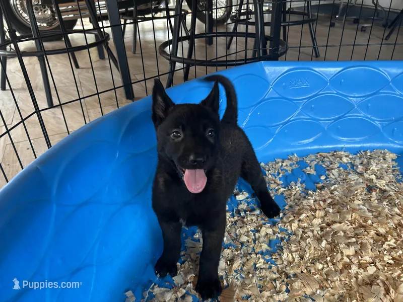 Luke, a male Belgian Malinois for sale in Venus, FL – Photo 1 of 9