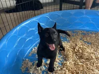 Luke, a male Belgian Malinois for sale in Venus, FL – Photo 5 of 9