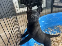 Luke, a male Belgian Malinois for sale in Venus, FL – Photo 2 of 9