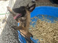 Sasha, a female Belgian Malinois for sale in Venus, FL – 6 of 7