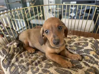 Charlie, a male Miniature Dachshund for sale in Venus, FL – Photo 3 of 7