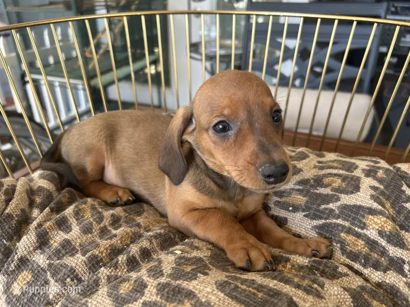 Charlie – Miniature Dachshund puppy for sale in Venus, FL