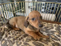Charlie, a male Miniature Dachshund for sale in Venus, FL – Photo 1 of 7