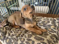 Charlie, a male Miniature Dachshund for sale in Venus, FL – Photo 5 of 7