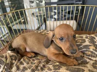Charlie, a male Miniature Dachshund for sale in Venus, FL – Photo 4 of 7