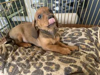 Charlie, a male Miniature Dachshund for sale in Venus, FL – Photo 7 of 7