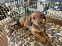 Charlie, a male Miniature Dachshund for sale in Venus, FL – Photo 2 of 7