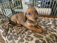 Charlie, a male Miniature Dachshund for sale in Venus, FL – Photo 6 of 7