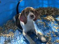 Red, a male Beagle for sale in Venus, FL – 4 of 8