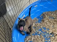 Rocky, a male Belgian Malinois for sale in Venus, FL – 4 of 7