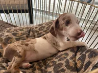 Chip, a male Miniature Dachshund for sale in Venus, FL – Photo 1 of 5