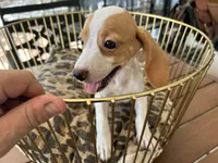 Marcie, a female Beagle for sale in Venus, FL – 4 of 8