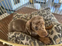 Snickers , a male Miniature Dachshund for sale in Venus, FL – 2 of 8
