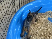 Rocky, a male Belgian Malinois for sale in Venus, FL – 3 of 7